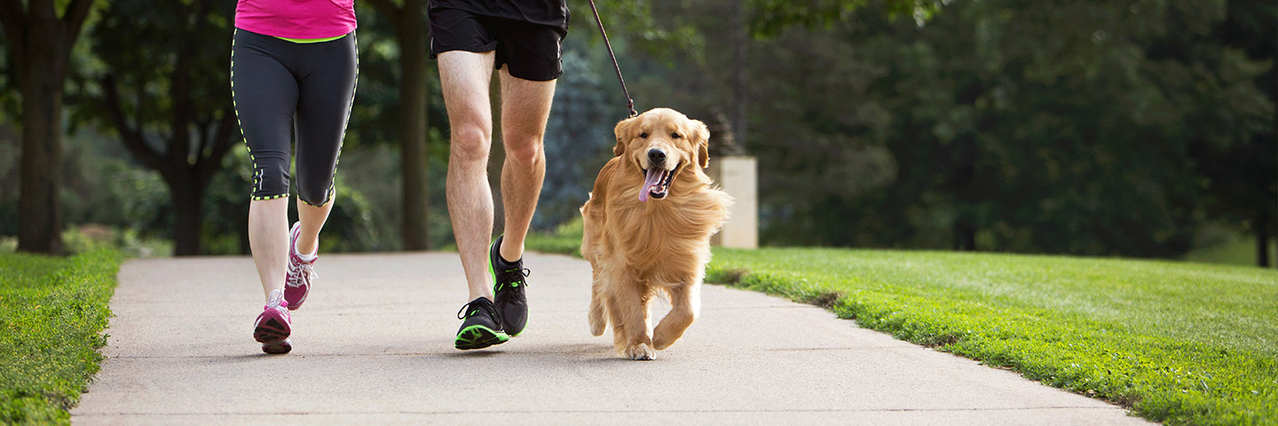 DogWatch of New Mexico, Santa Fe, New Mexico | Dog Training Products Footer Image Image