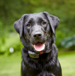 DogWatch of New Mexico, Santa Fe, New Mexico | SmartFence Contact Us Image